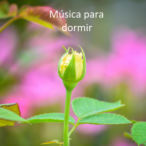 Despertamiento