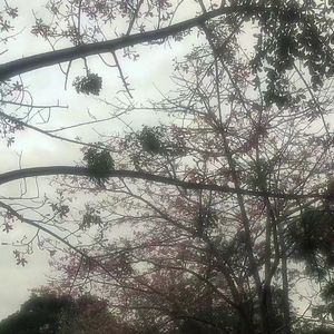 [free*] "9nights"dreamplugg x plugg type beat