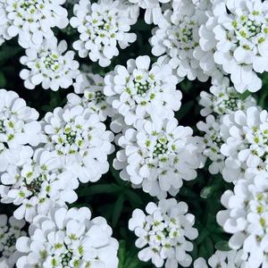 Uniformity