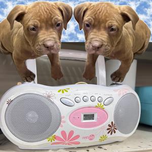 Repeat (feat. Dialate)