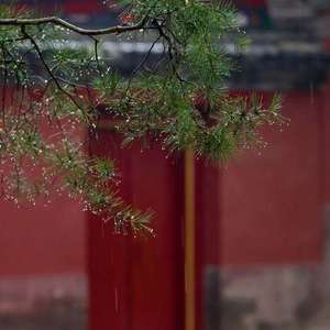 杨花落尽子规啼