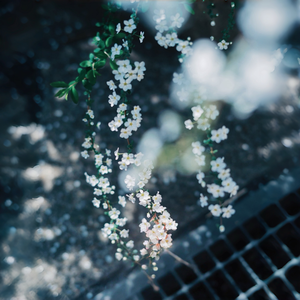 春日花抄 ～ Daybloom