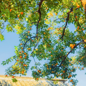 夏季的进行曲啊