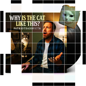 Why is the cat like this?