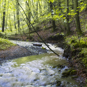 Midmorning in the Forest