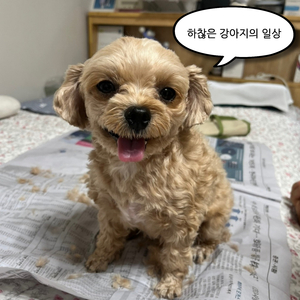 하찮은 강아지의 일상