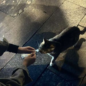 香菜芝士挞（Prod.DIVINE MUSIC）