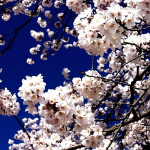 芒种稻浪