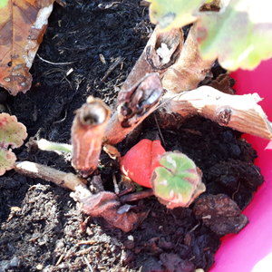 Ecstasy Medecine Man