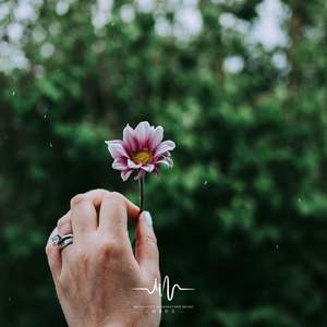 花轻似梦 (采耳放松)