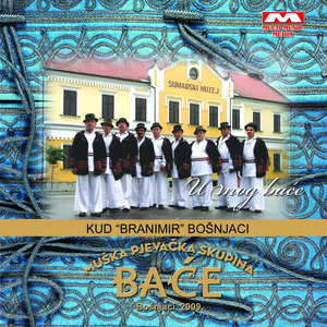 Vezak Vezla Hrvatica Mlada