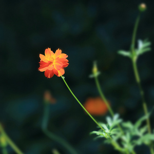 改编音乐 小草花 0916.