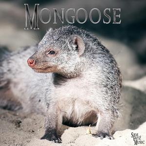 Mongoose