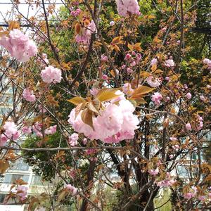 【Free】Spring Piano Boombap Type Beat