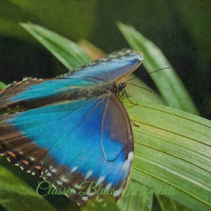 It's So Nice to Have a Man