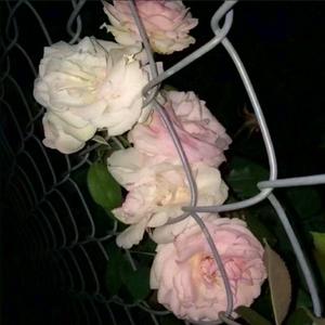 好男人都死哪儿去了