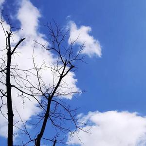 风扬起时繁花落尽