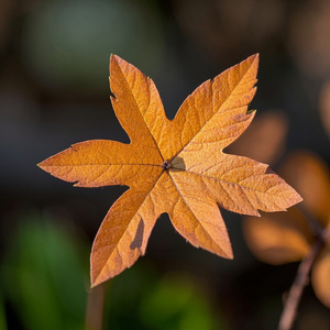 理由を教えてください