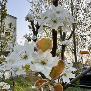 借你的半寸日光
