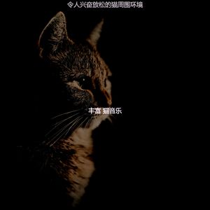 有趣小猫情怀