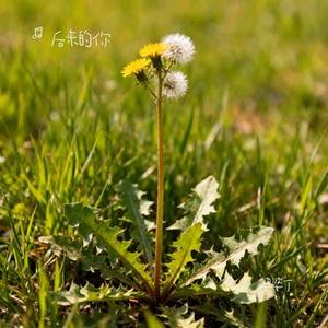 婆婆丁（Cover 张新华）