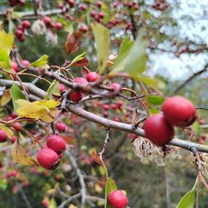 Sintonía capital cultural 2031