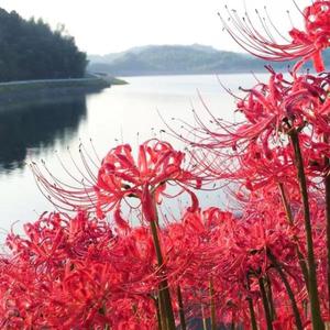 [Not Free] " 紅滿江 " " 中国风 Trap Type Beat "