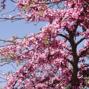 blossom