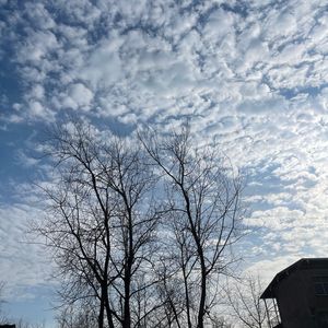 我的猫会后空翻