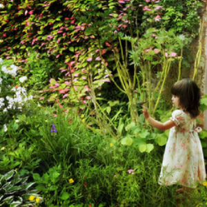 神秘花园（Secret Garden）