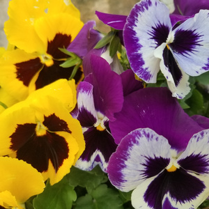 Mira (Acoustic Version)