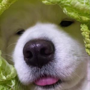 深情只是迫不得已