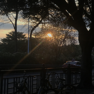 下午的月光