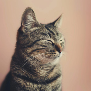 Refugio Sereno En Ritmos Tranquilos