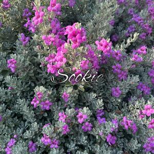 Sookie