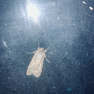 Slow Song (Or Leszek Dreams of Home)