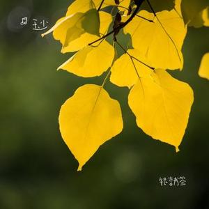 银杏书签