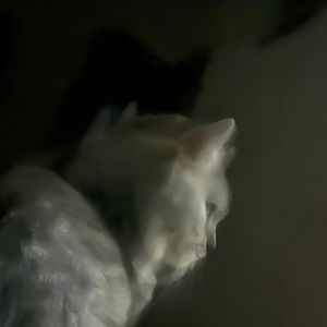 茹毛饮血nafla&rapeter type baet boombap type beat