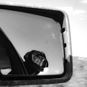 100 Percent (Teddy Brown)