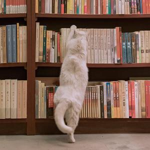 私人休息室丨放松丨安静丨白噪音