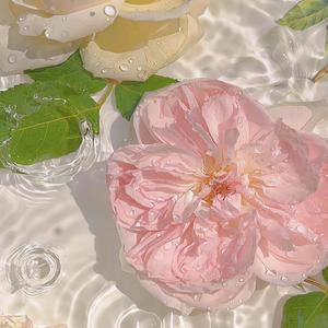 Viva La Vida-小提琴