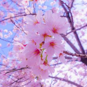 当你孤单你会想起谁 伴奏