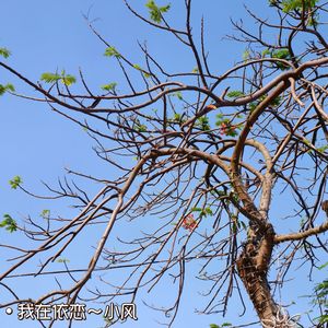 赠予（Cover. 柯泯薰）