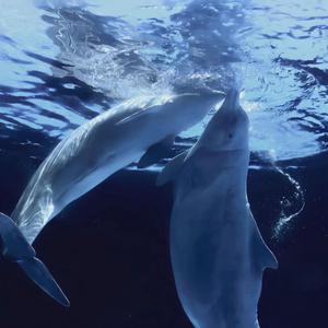 撒野（翻自 欸-61）