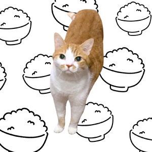 まだごはんもらってません