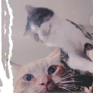 Bite The Curb (feat. stainomh & THEHOMEBOII)