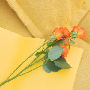 若许一个愿望少活十年，我许十个cover（翻自 焦迈奇）