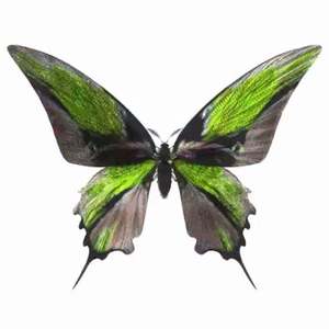 “SMOKING ON THESE WOODS GOT ME HIGHER THEN A BIH”