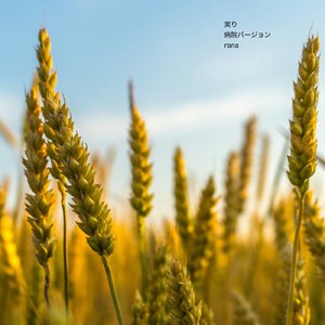 実り (病院バージョン)