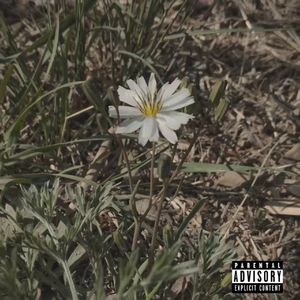 花蕊（Prod by Abebeey）